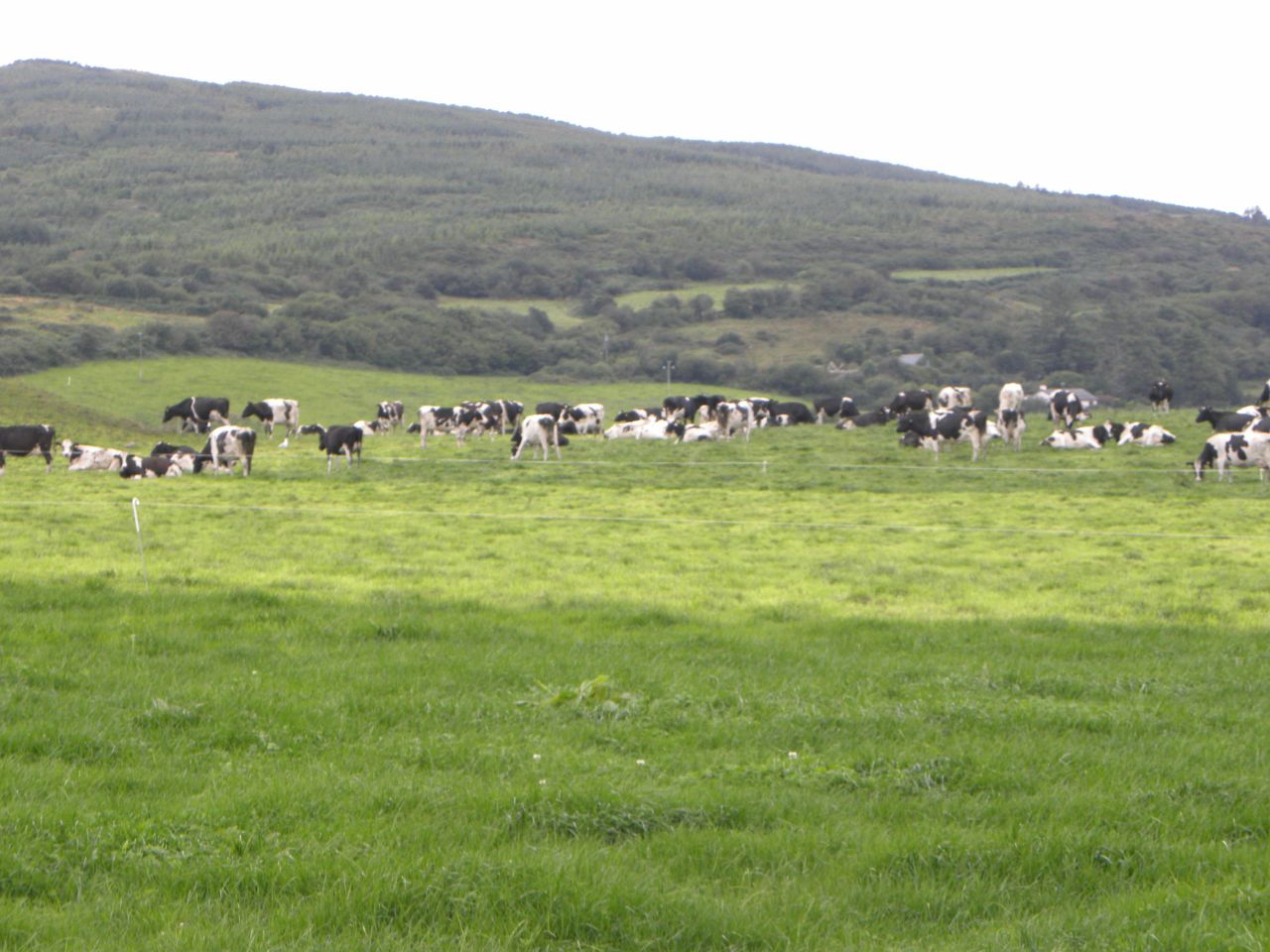 We did not pass on the full impact of dairy markets last year - Dairygold