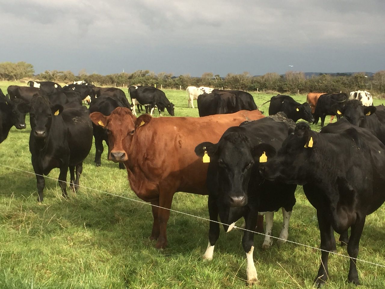 UK Dairy Day unveils coloured breed judges for 2024 event