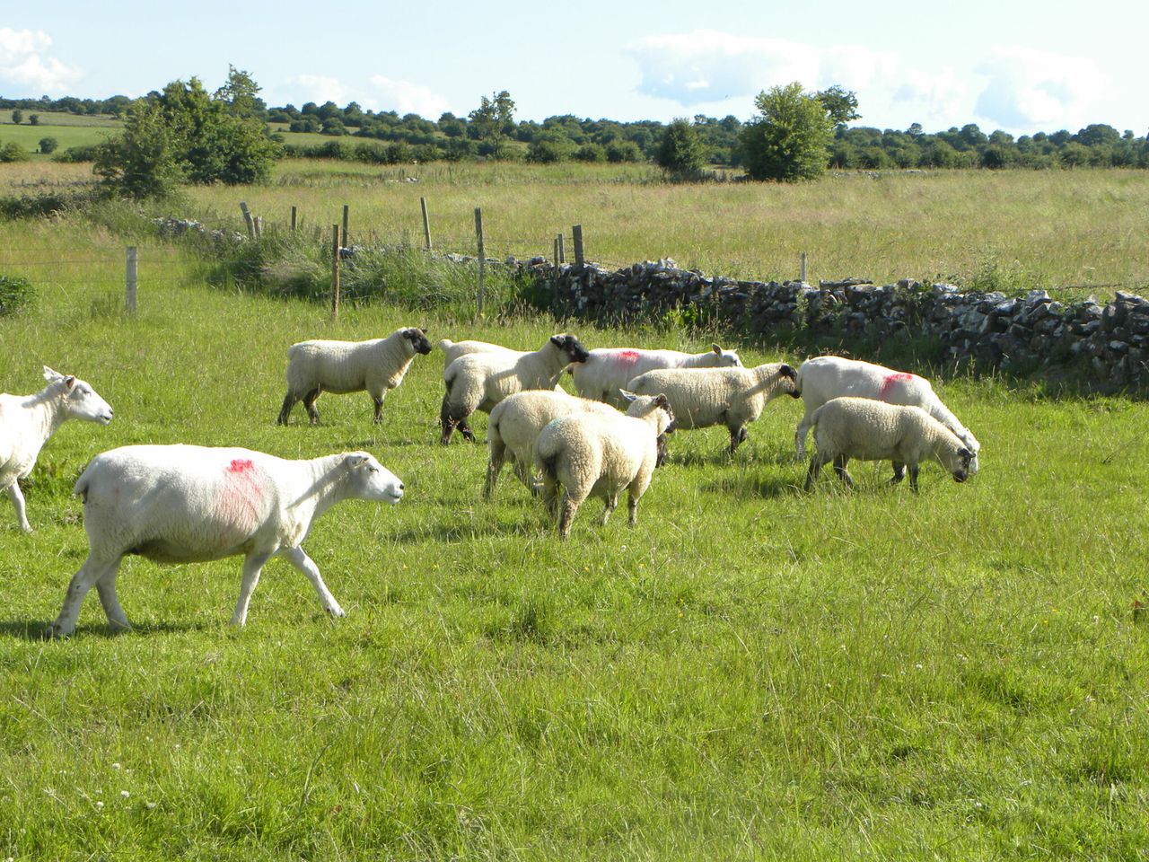 UFU meets Asda to discuss lamb procurement policy