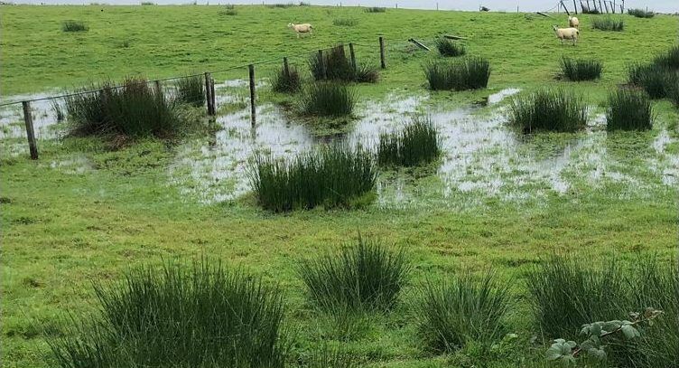 Sheep and cattle farmers urged to start testing for liver fluke this autumn