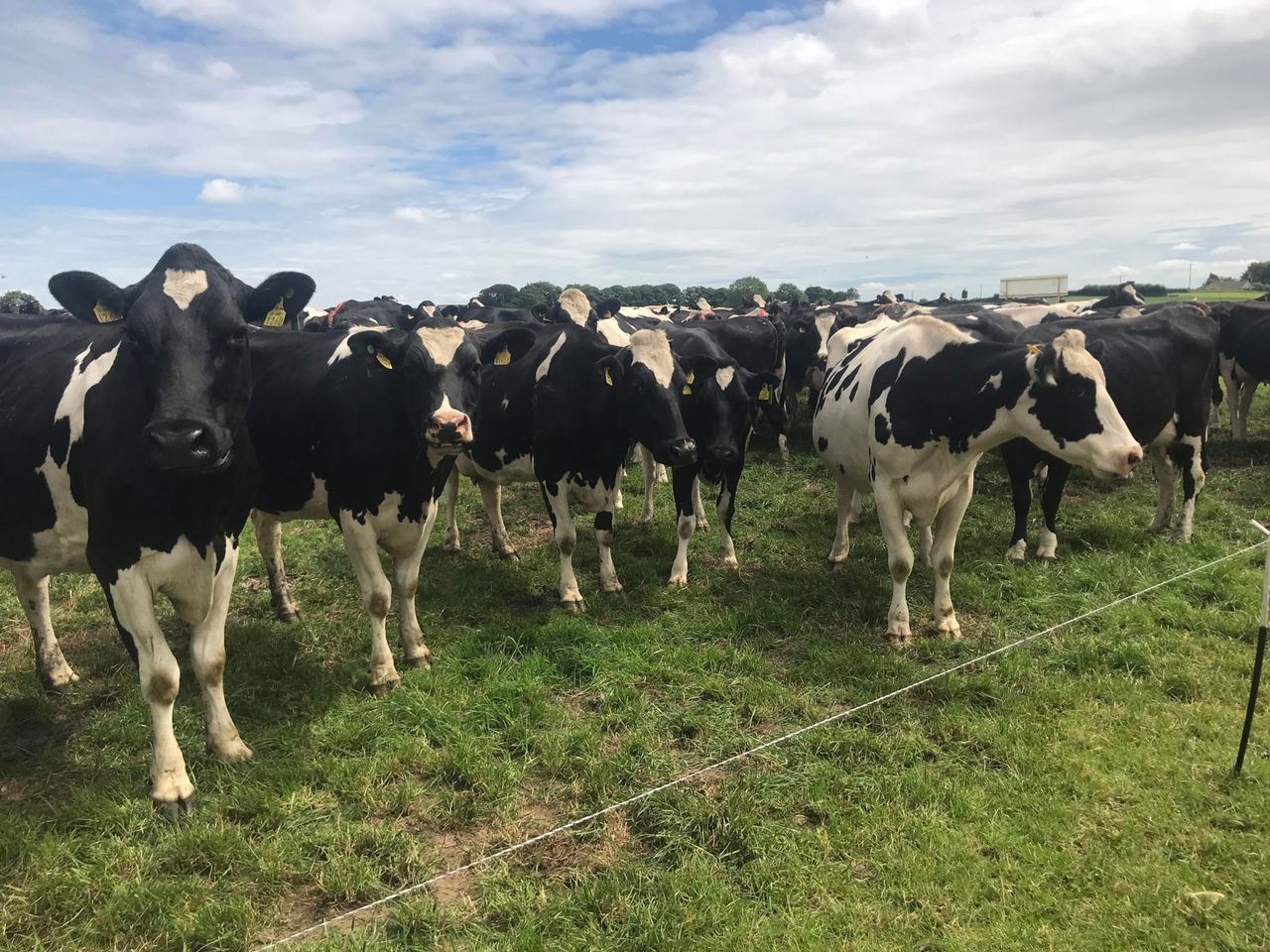 DSM event: UK government policy is to produce more milk