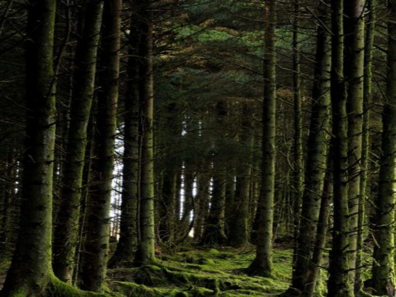 Scotland's forestry adds £1.1bn to the economy each year - report