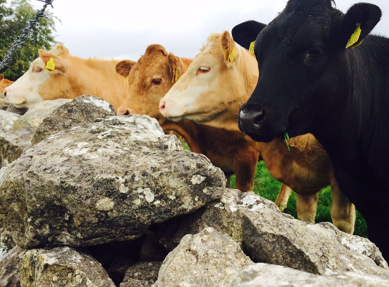 Weak euro drives sharp rise in cattle exports to Northern Ireland – Coveney