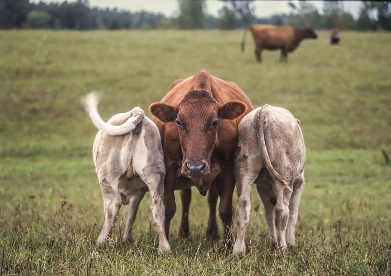 4 new AgriSearch projects secure stage one funding