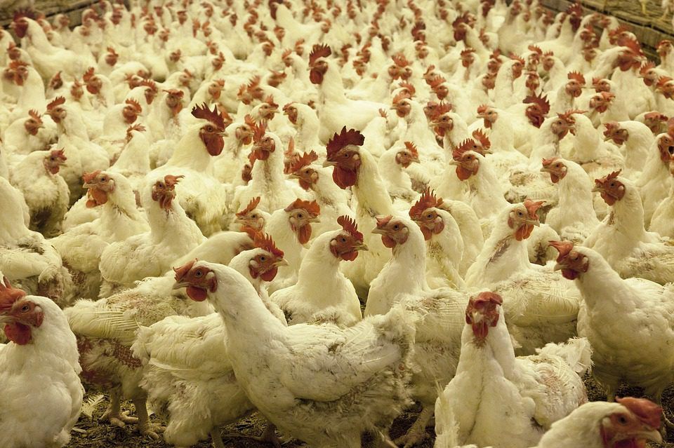 UK declares itself free from bird flu pending WOAH review
