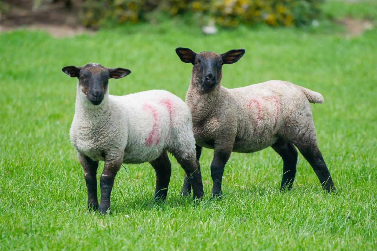 PSNI investigates theft of 50 lambs from Derry field