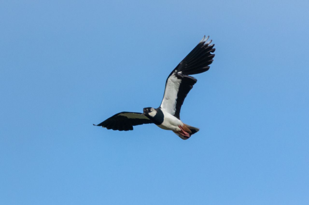 Spring crops for biodiversity – CAFRE block attracts five pairs of lapwings