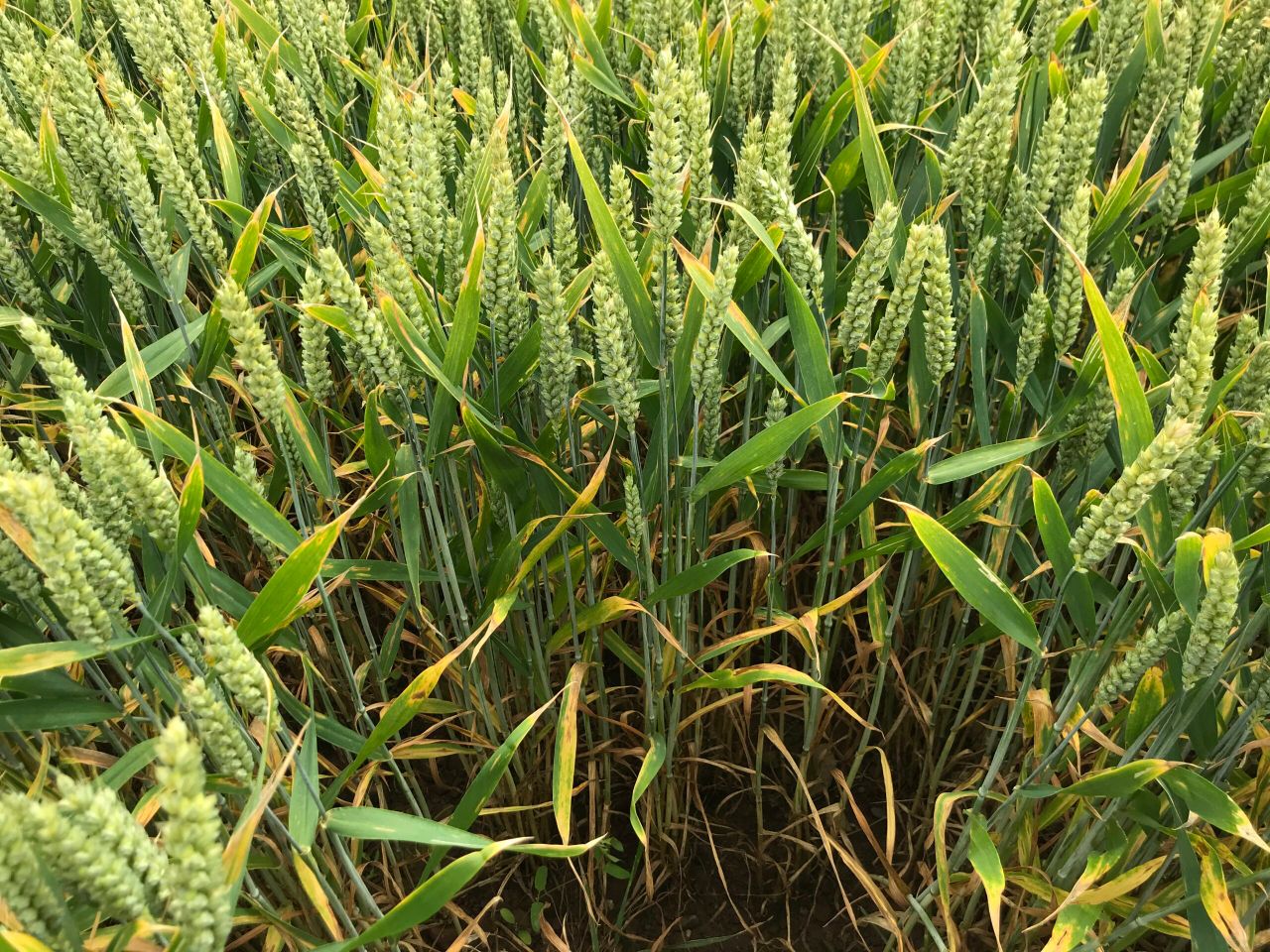 New Zealand commits to 7-year IPM programme for tillage sector