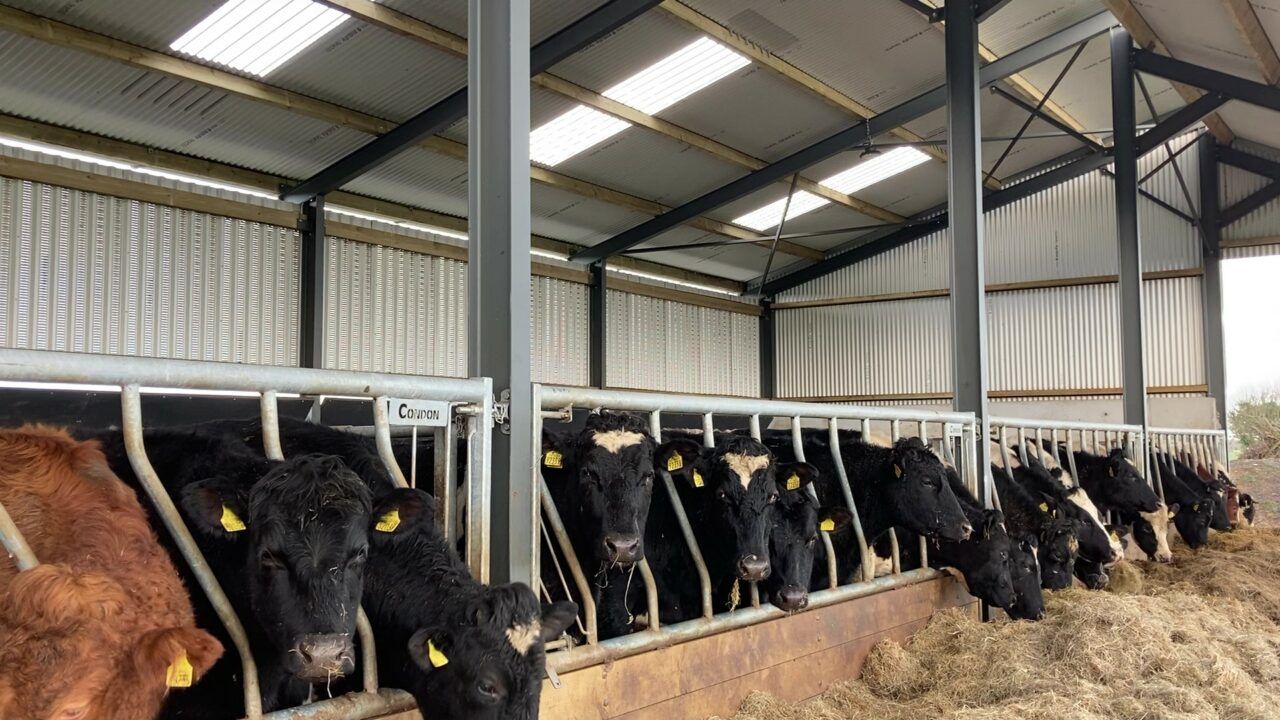 Reminder: Ensuring effective control of lice on cattle