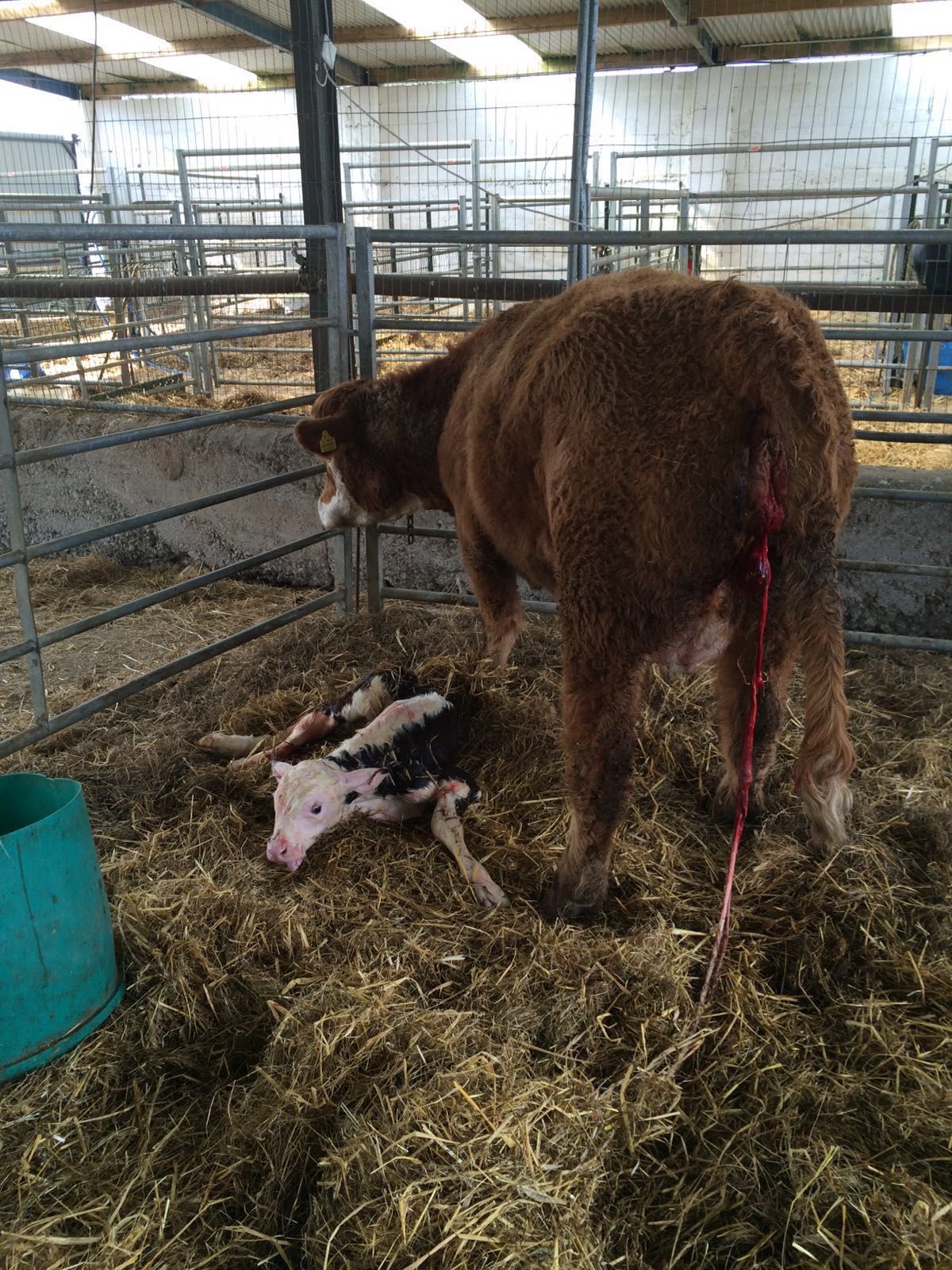 Agriland Vet: Video on dealing with a calf coming backwards