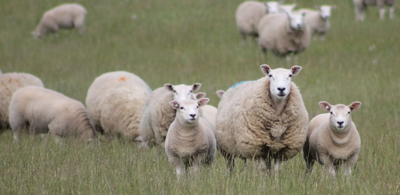 Texels could provide tremendous potential for post-Brexit profitability