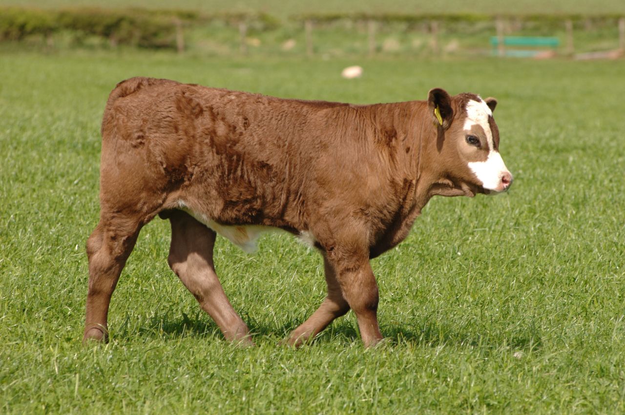 Scottish Suckler Beef Support Scheme deadline approaching