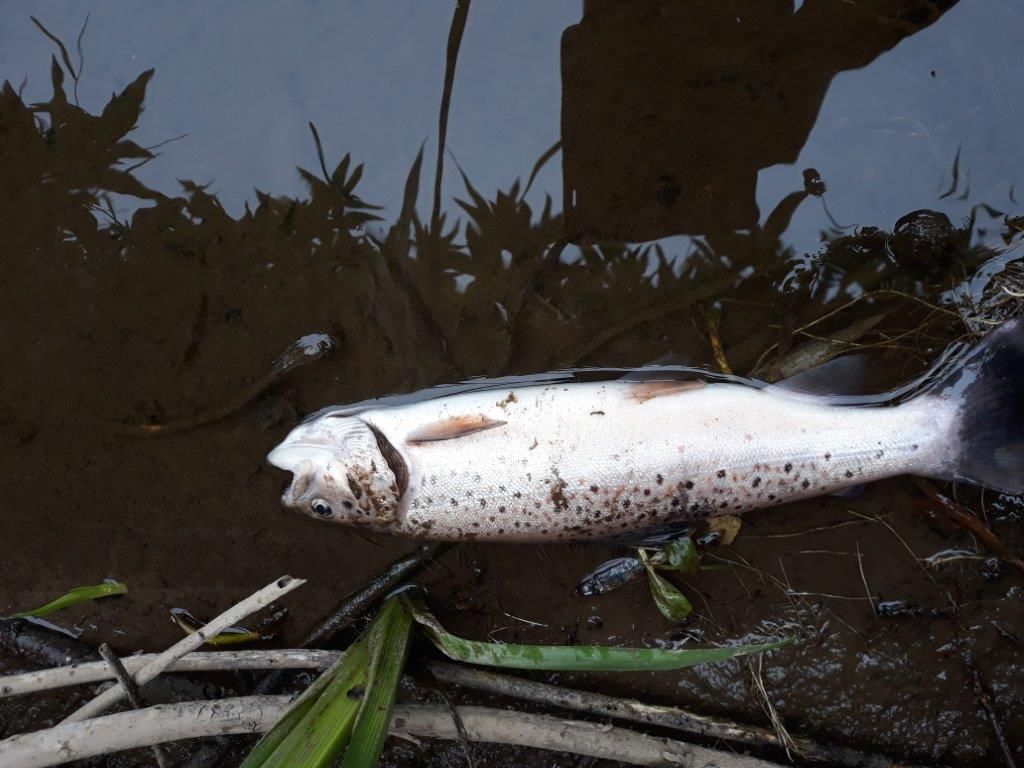 Farmer urged to take care as heat and fish kills trigger summer water pollution warning