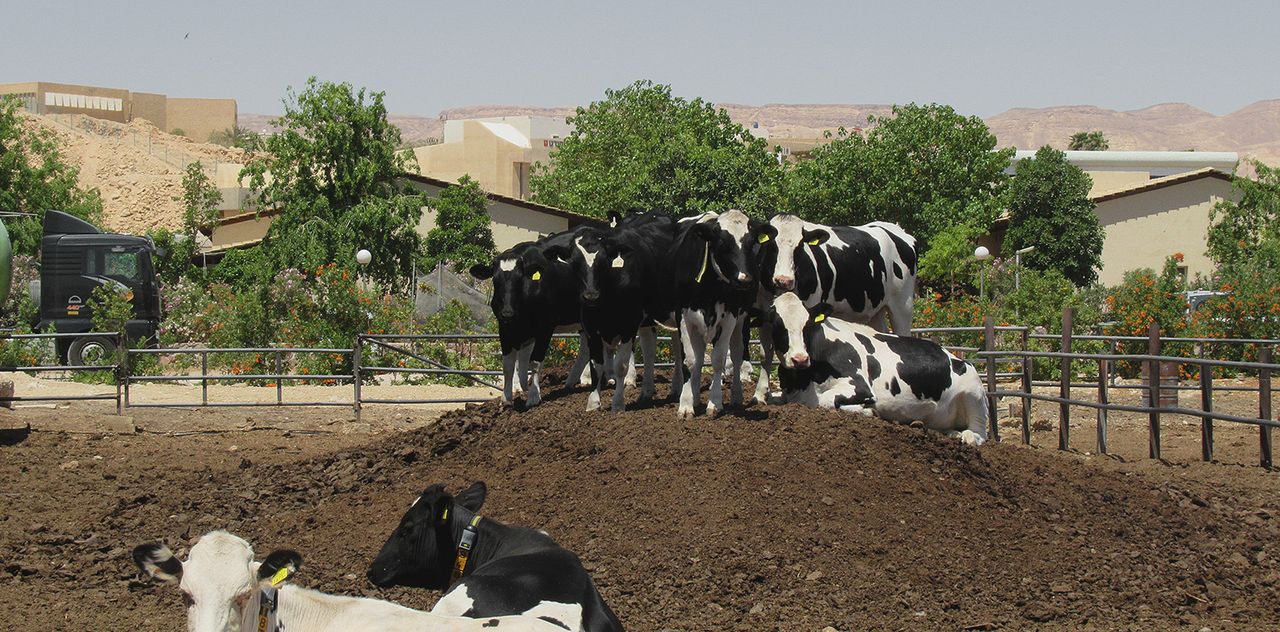 Israeli farm trials show potential to reduce antibiotics usage in cows