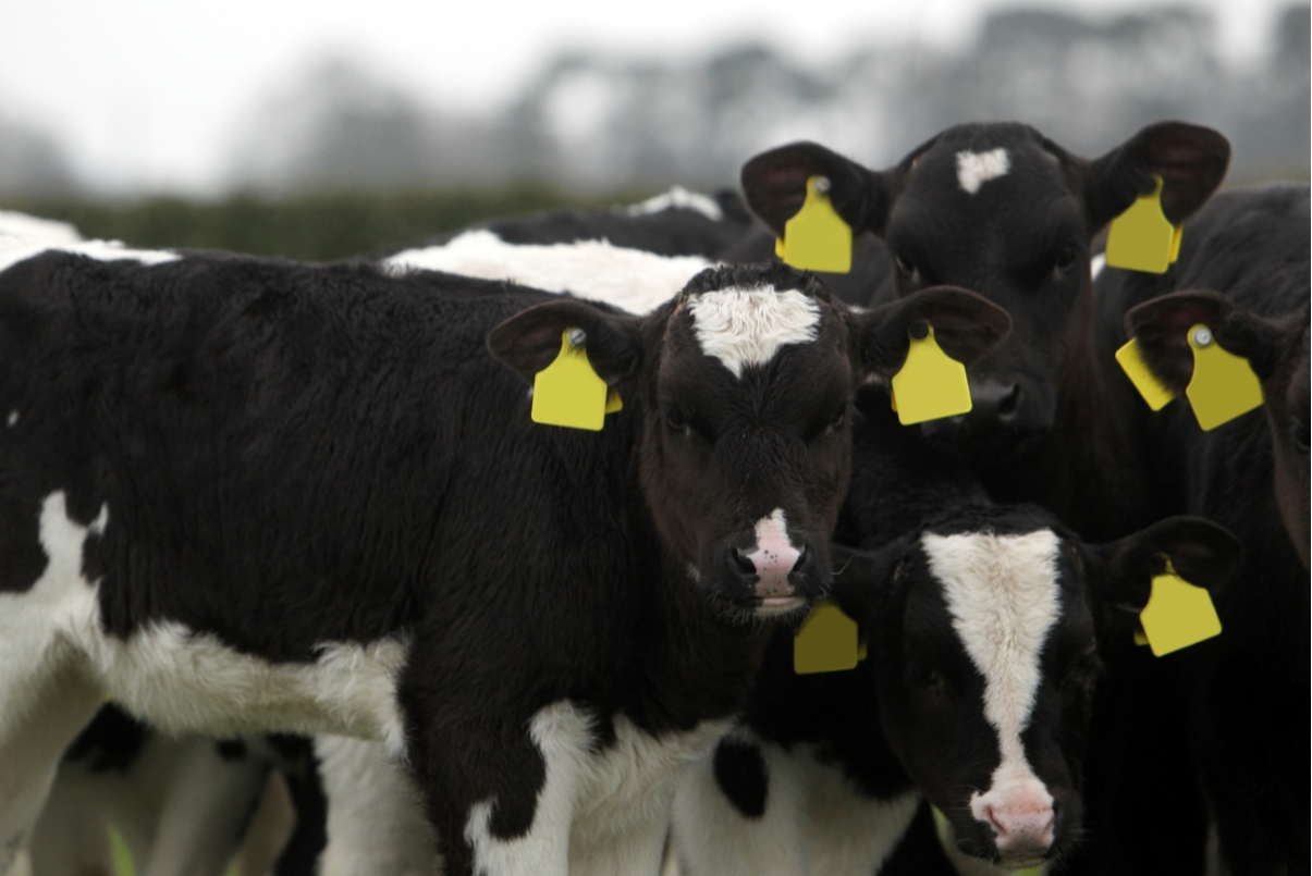 US scientists create vaccine ‘cocktail’ to protect cattle against Johne’s disease
