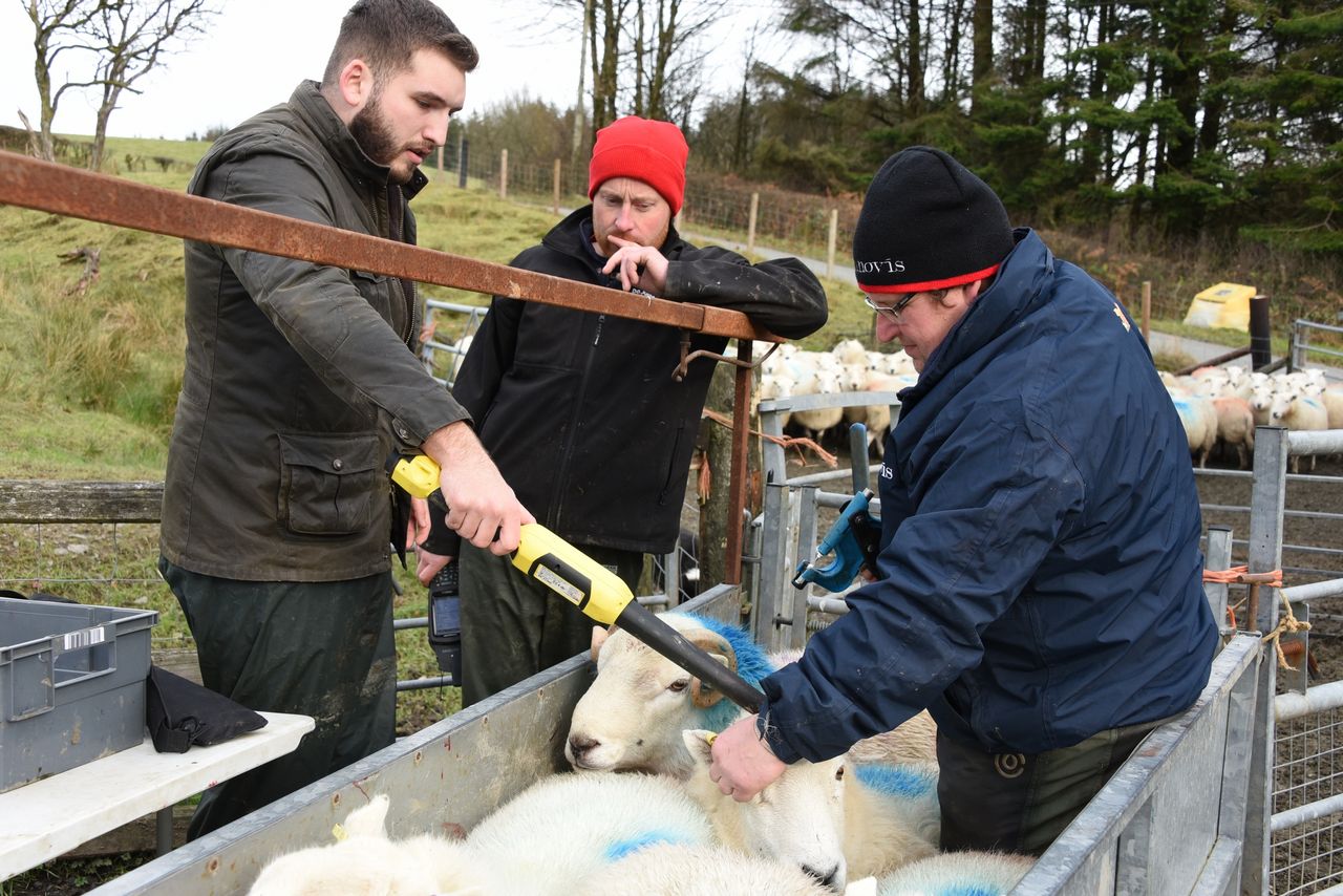 New expression of interest window opens for Hill Ram Scheme