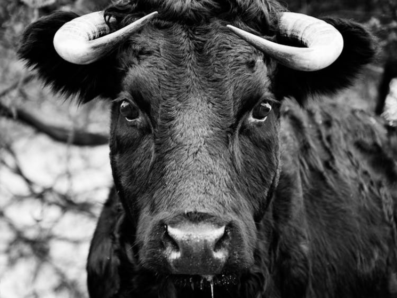 Warwickshire Police authorises 'trained farmer' to shoot bull at large