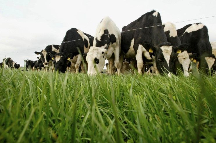 Dairygold rewards suppliers and customers with €7.5m year-end bonuses