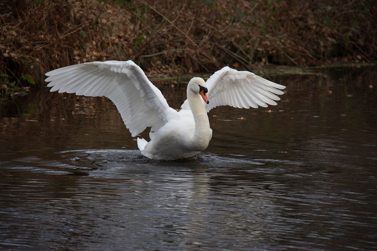 Avian Influenza detected in wild swan in Northern Ireland