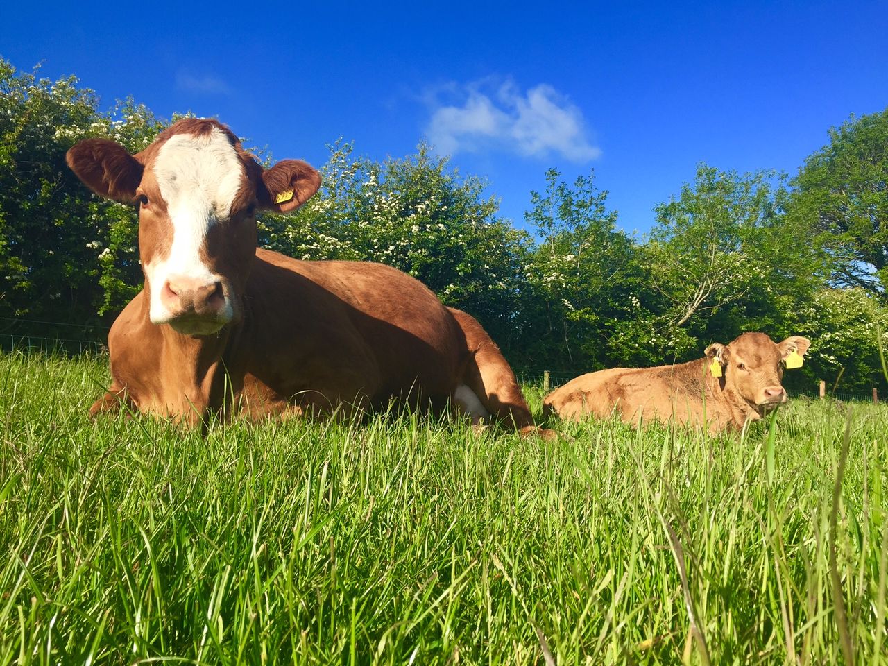 Using sexed semen to enhance the genetic merit of the suckler herd