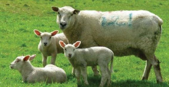 Pregnant women advised to avoid animals that are giving birth