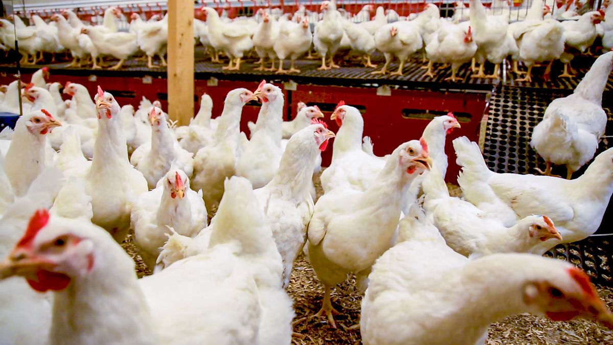 DAFM urged to ensure movement of poultry manure from NI