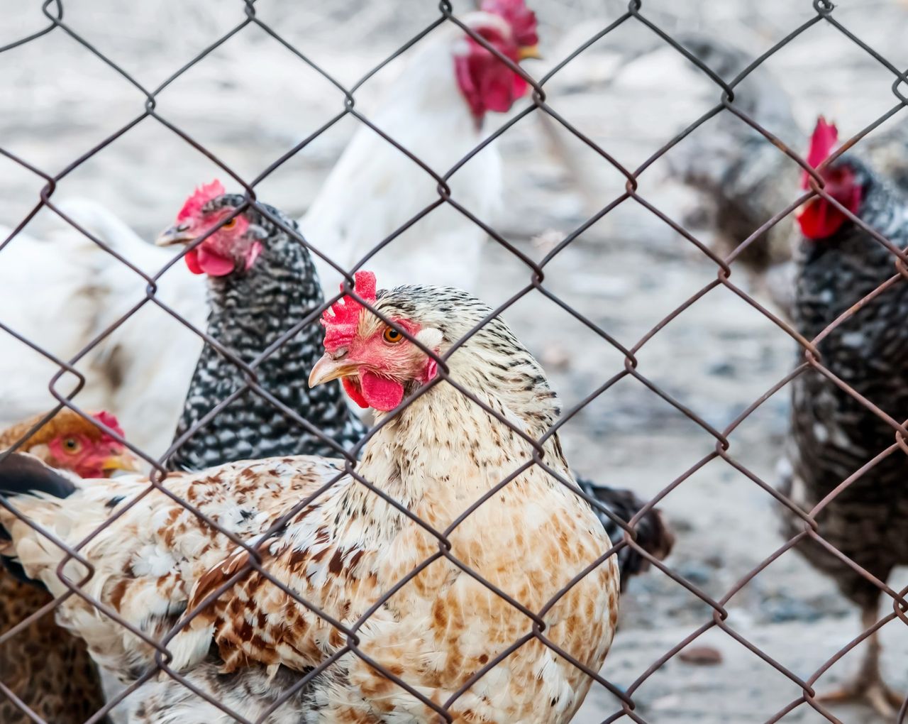 Egg sector housing needs a 'planning system that works' - NFU