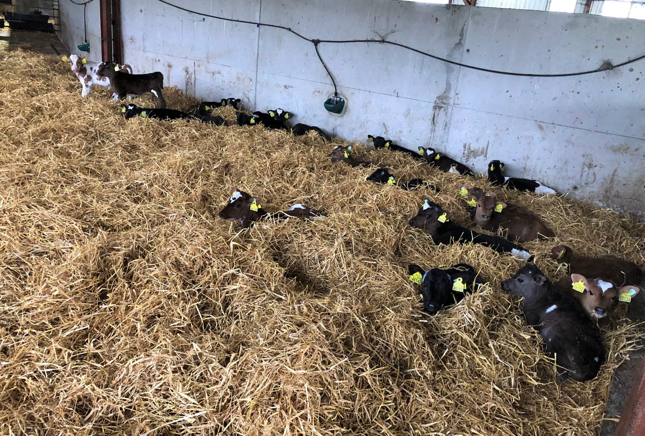 Autumn-calving: Clinical signs of pneumonia in calves