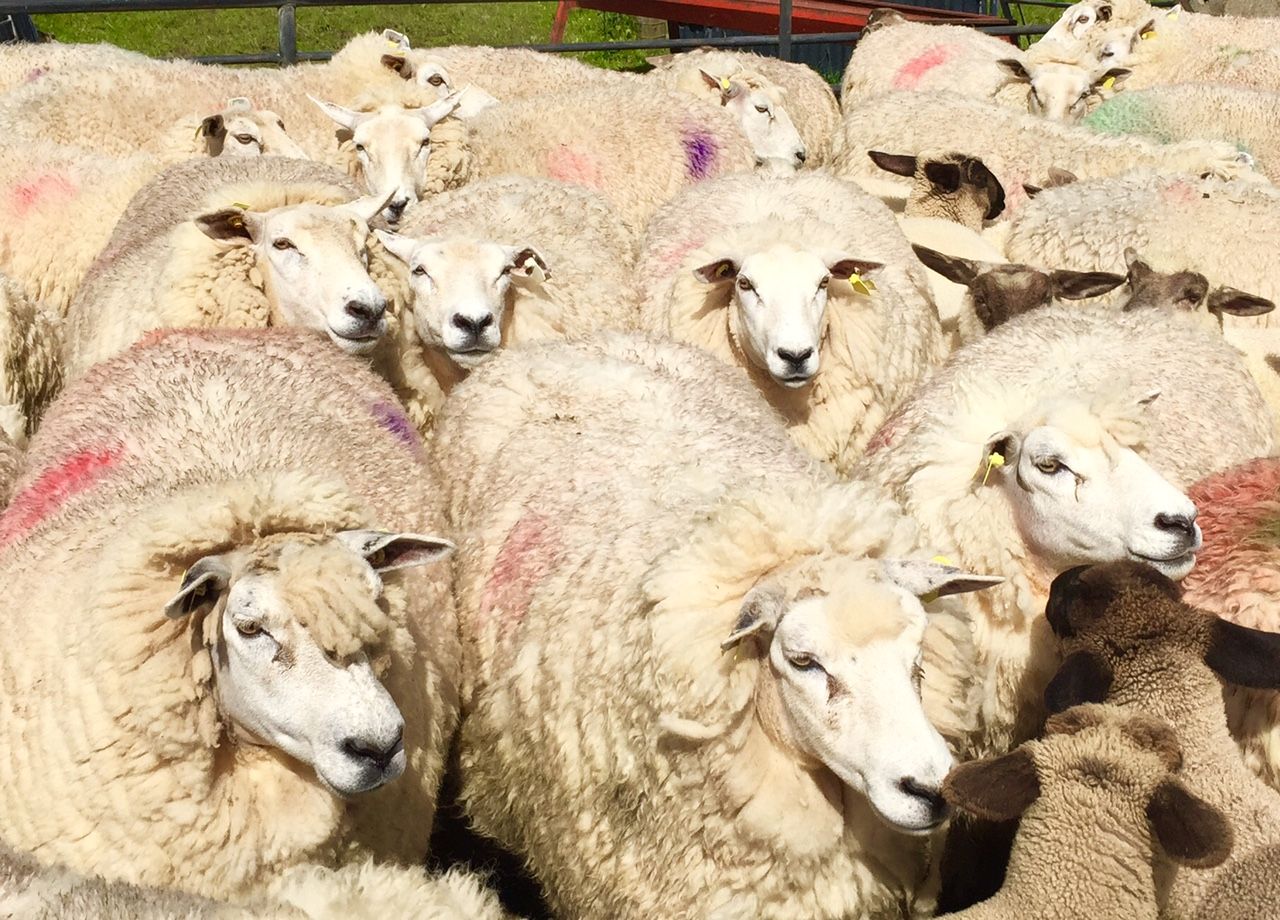 Mild weather leading to early blowfly - farmers advised to treat now