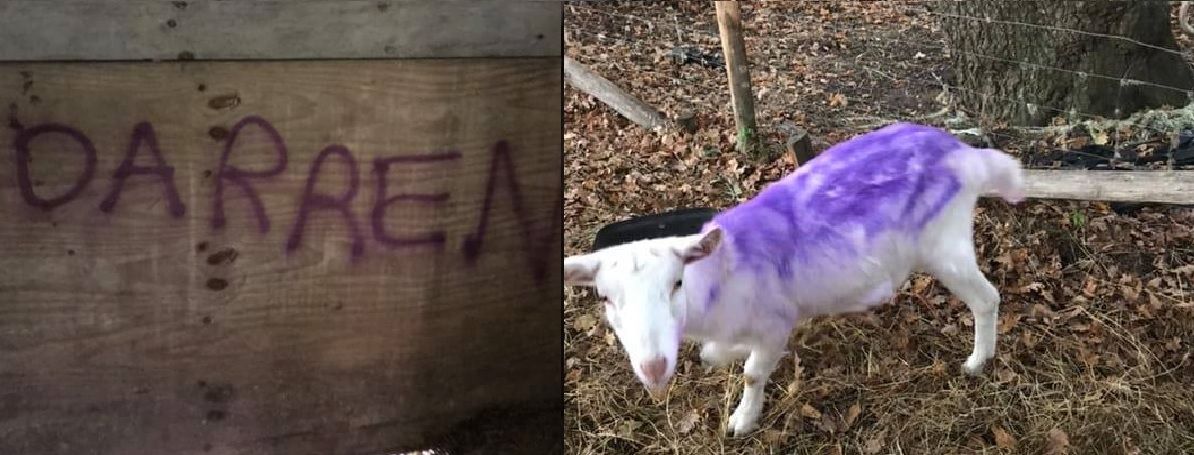 Farm attack vandals squirted purple spray into goat's orifices