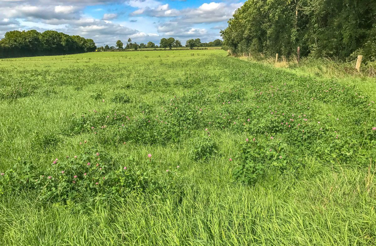 AgriSearch invests £300,000 in research on N-efficient silage