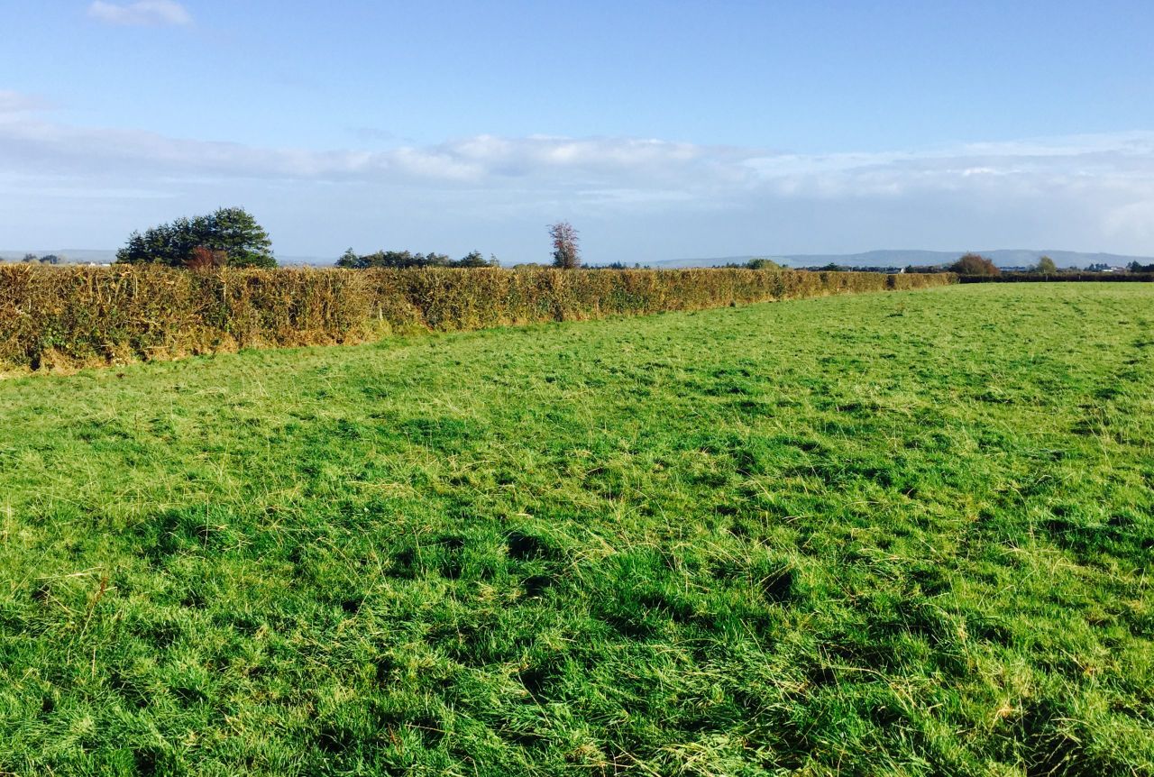 21 landowners apply to cut hedges in Clare under paid hedgecutting scheme