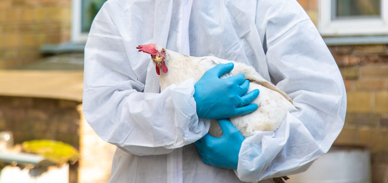 Investigation underway into third suspected bird flu case in Co. Tyrone