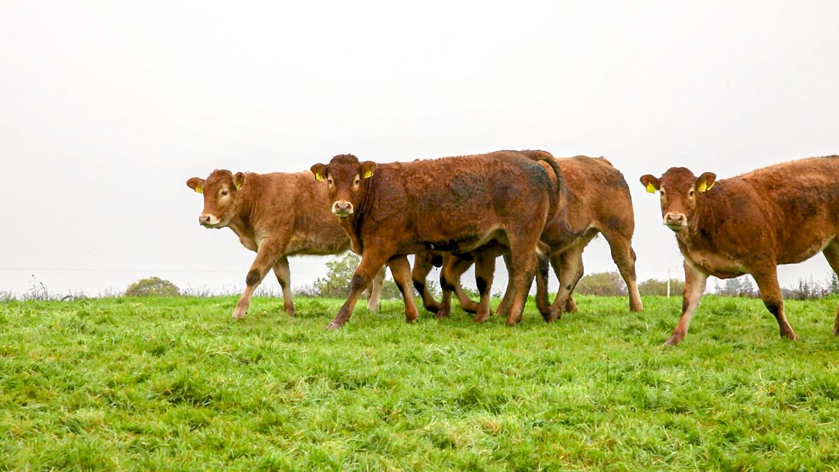 Irish farm organisation meets UK unions to discuss drystock challenges