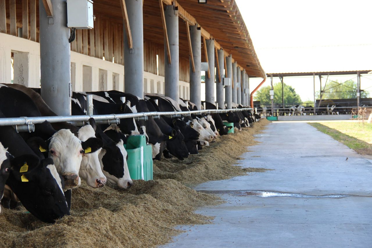 The challenge of milking cows near the front line in Ukraine