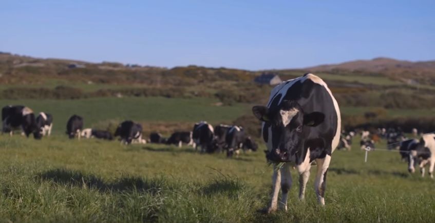 Dairy farmers to stage protest in Brussels later this month