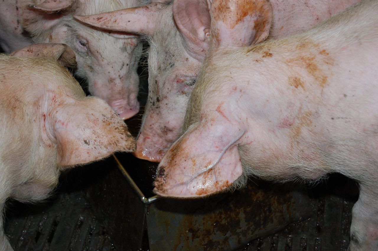 Hogan acknowledges problems in pigmeat sector