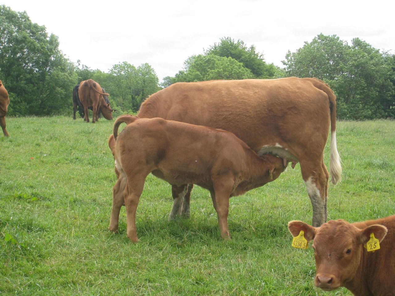 'Too many suckler calves are under fed and not reaching their growth potential'