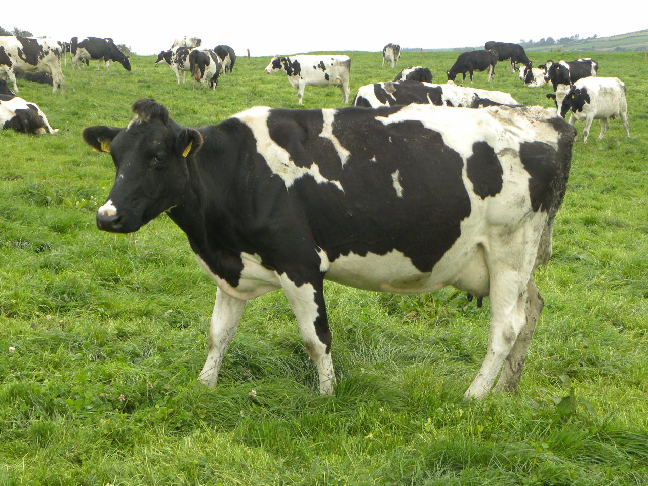 Northern dairy farmers issued advice as milk prices slump by 30% in a year