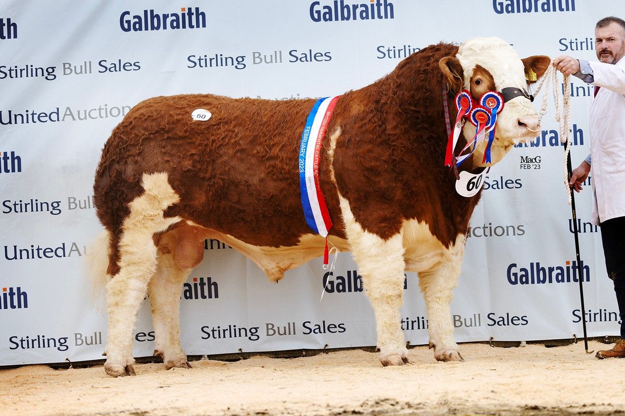 NI-bred Simmental tops Stirling sale at 28,000gns