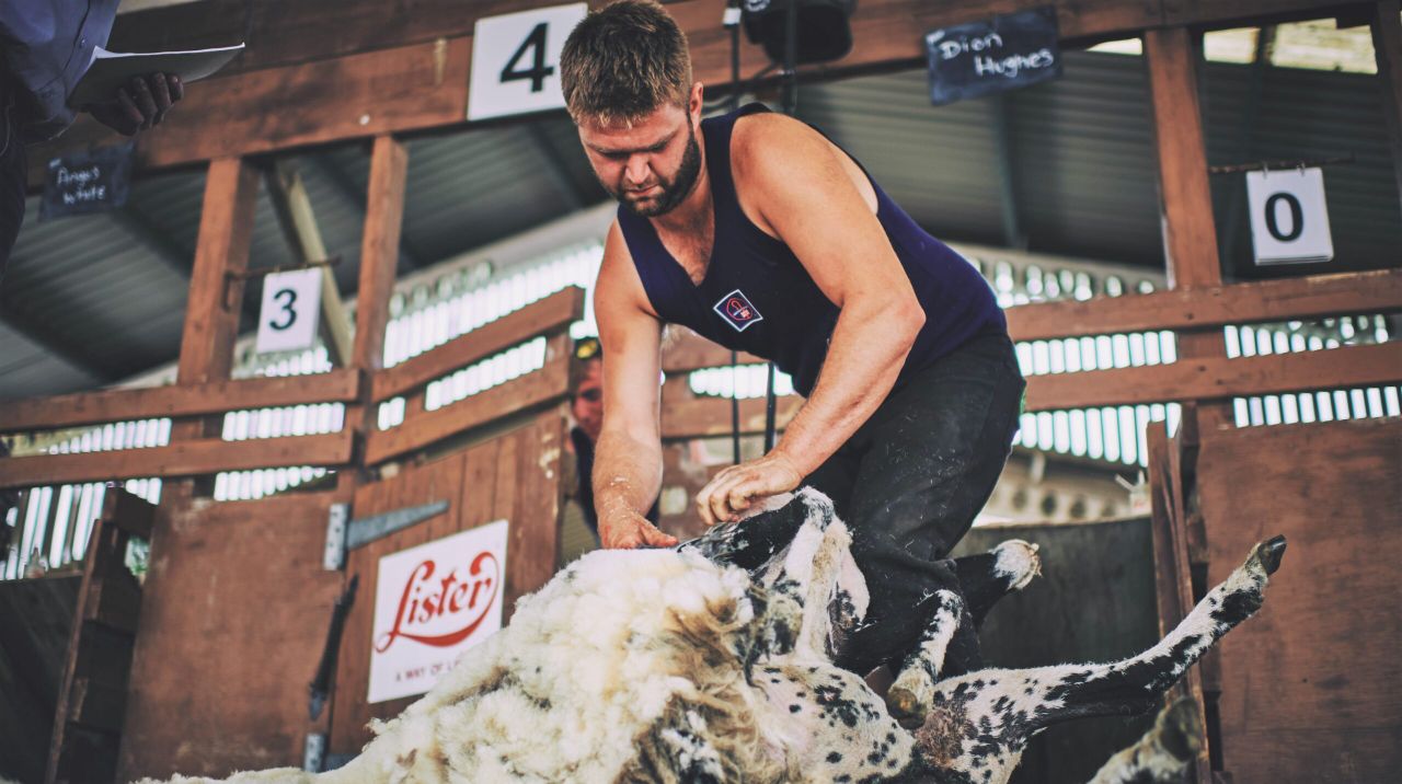 New national competition shows even the best can improve their sheep shearing skills