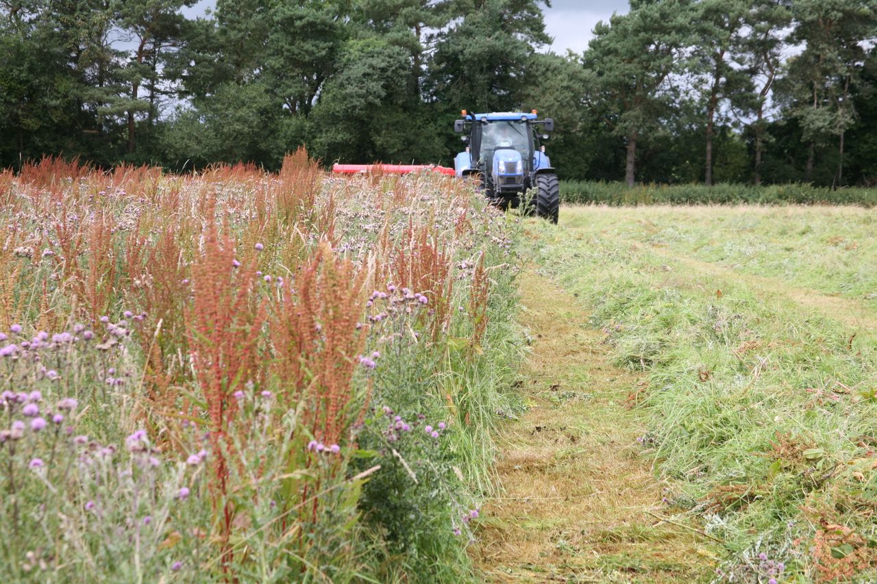 Rat’s-tail fescue – another grass weed we don’t need