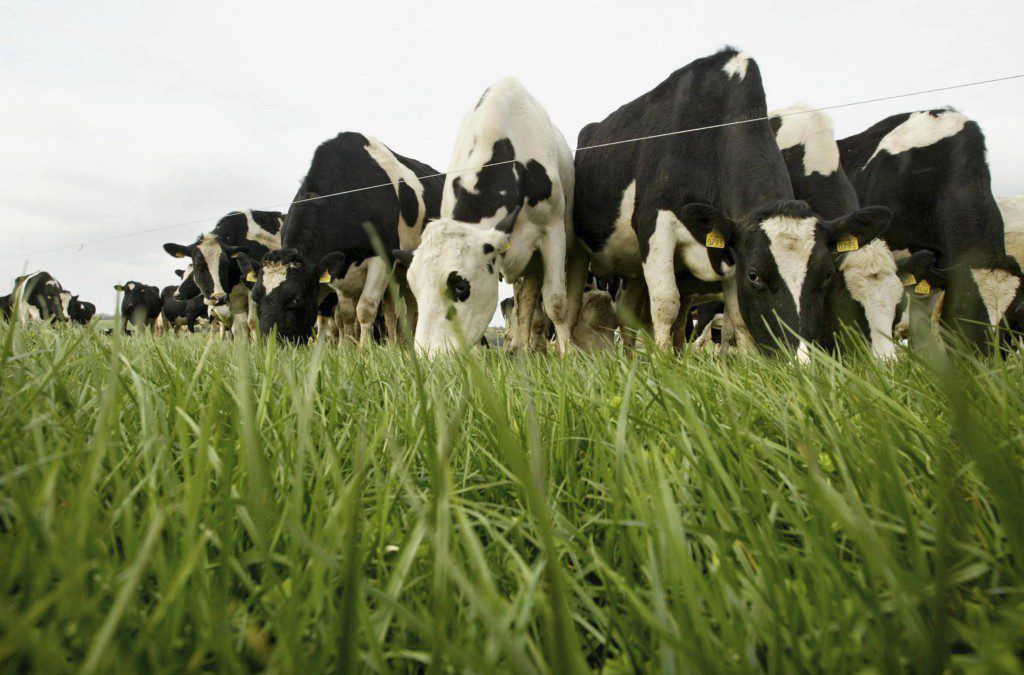 World Dairy Summit: Poor grass management could be costing you £241 a cow