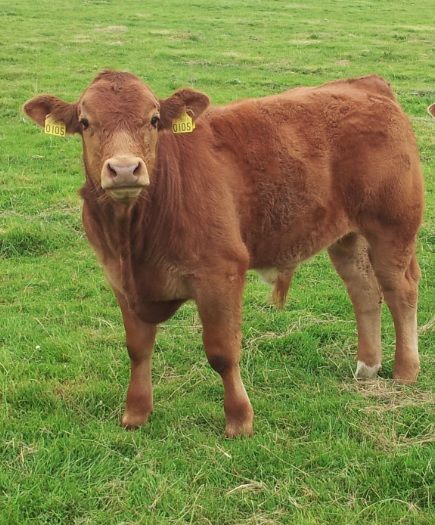 Calf registrations up 11% in Northern Ireland