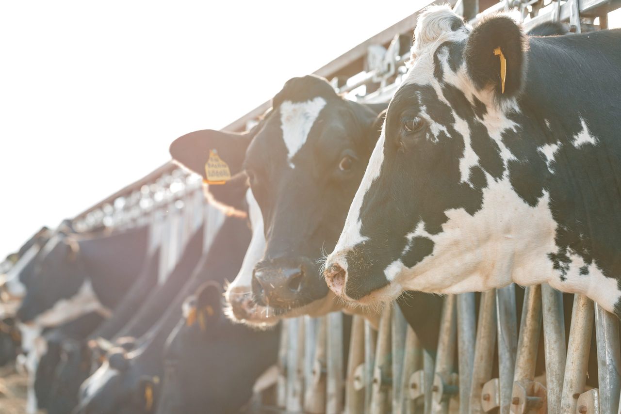 EU milk supply ‘better than expected’ given drought conditions