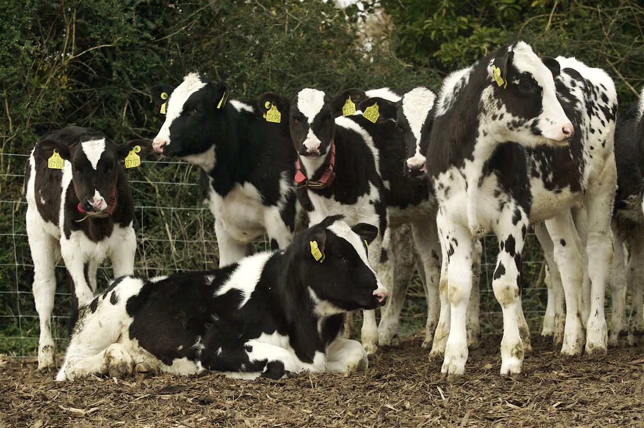 The key to rearing healthy beef calves