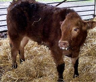 High risk of pasture contamination from lungworm and gutworm this August