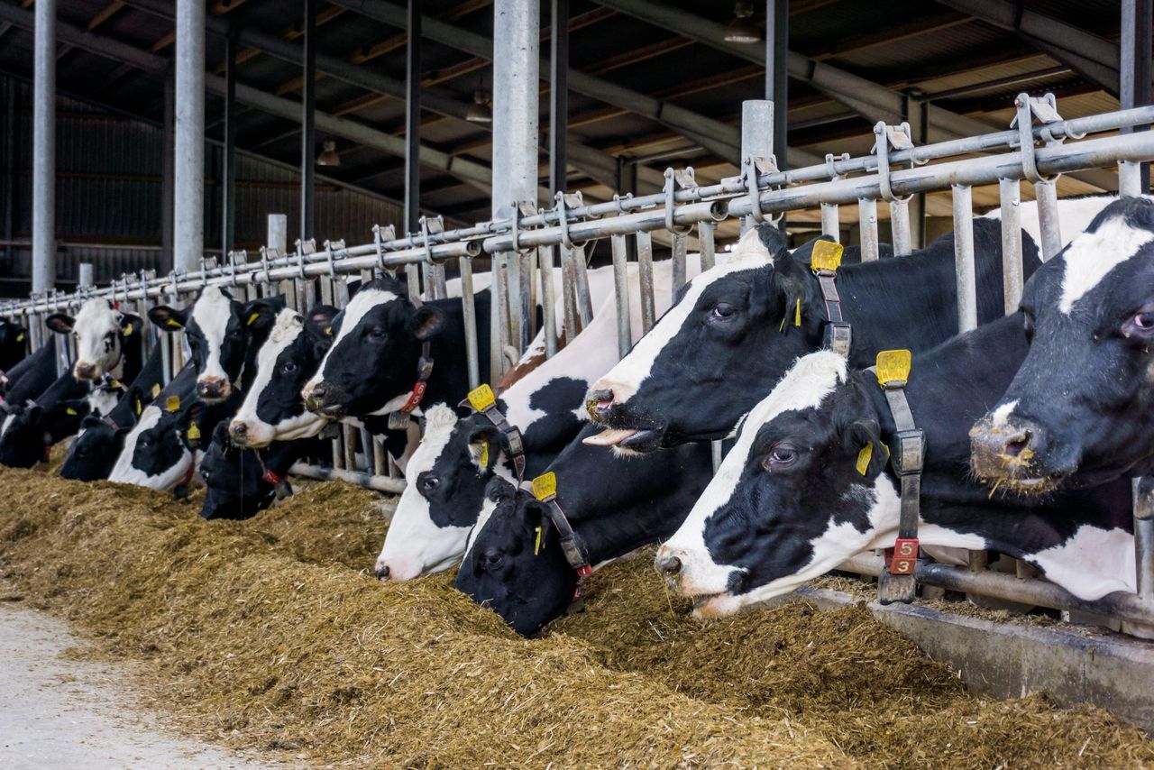 NI dairy farmers recognise breeding ‘is about the future’ – specialist