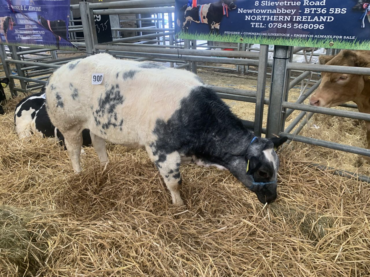 Large turnout for first Ballymena suckler calf show/sale of season