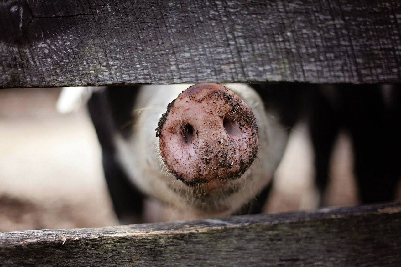 UK bans ‘personal imports of pork’ to stop African swine fever